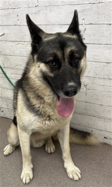 Shelter Stray Male Dog last seen ROBIN RD & WASHINGTON ST, SAN BERNARDINO, CA, 92407, USA, 333 Chandler Pl, San Bernardino, CA 92408, USA