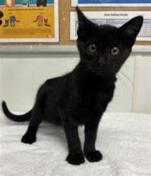 Shelter Stray Female Cat last seen , 600 Aviation Dr, Camarillo, CA 93010, USA