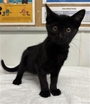Shelter Stray Female Cat last seen , 600 Aviation Dr, Camarillo, CA 93010, USA