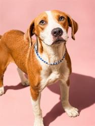 Shelter Stray Female Dog last seen Near BLOCK SNOW DROP CT, 2020 Forest St, Jacksonville, FL 32204, USA