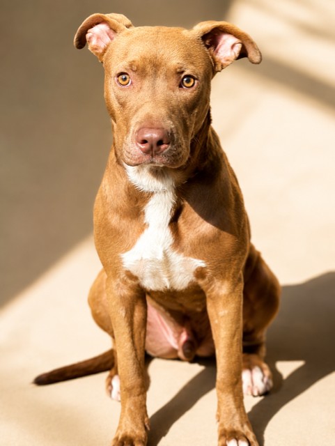 Shelter Stray Male Dog last seen Near BLOCK SNOW DROP CT, 2020 Forest St, Jacksonville, FL 32204, USA