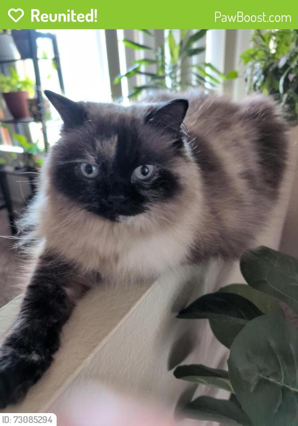 Reunited Female Cat last seen Near Olivewood Dr Merced, Merced, CA 95348