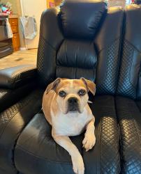 Reunited Female Dog last seen Off HWY29 near S & M Auto Shop, Belton, SC 29627