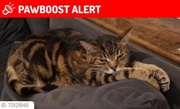 Lost Male Cat last seen Nascot wood area, Hertfordshire, England 