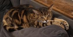 Lost Male Cat last seen Nascot wood area, Hertfordshire, England 