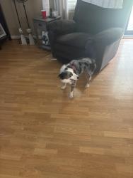 Reunited Female Dog last seen Near cropp rd/skyline dr, Fredericksburg, VA 22406