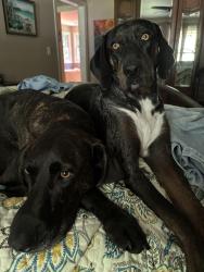 Reunited Male Dog last seen Stepp Toad and Nature Drive, Hendersonville, NC 28792