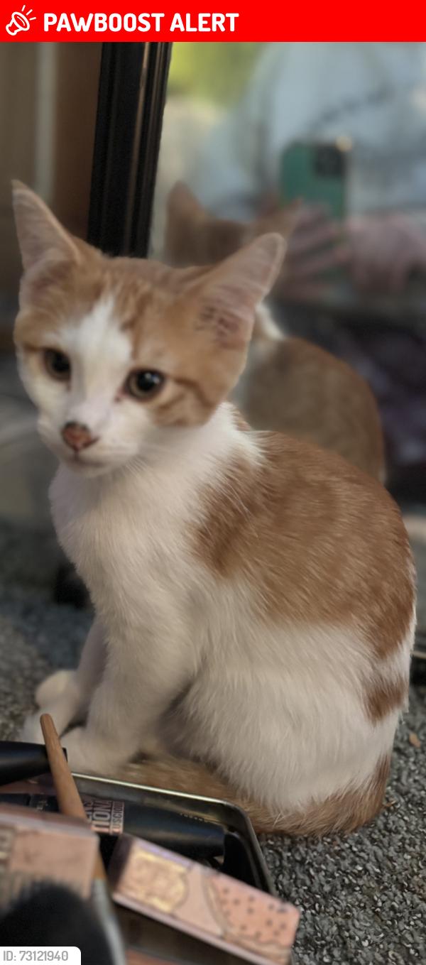 Lost Male Cat last seen Palm and Goldenwest, Huntington Beach, CA 92648
