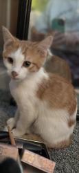 Lost Male Cat last seen Palm and Goldenwest, Huntington Beach, CA 92648