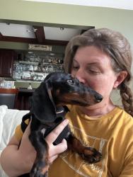 Reunited Male Dog last seen Spielman and Tipton Hwy, Adrian, MI 49221
