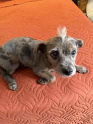 Reunited Female Dog last seen Near Plaza Cir, Crosby, TX 77532, USA, Crosby, TX 77532