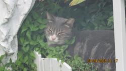 Lost Male Cat last seen Wildwood/wellington/Tupelo, Palm Bay, FL 32908