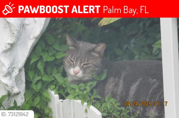 Lost Male Cat last seen Wildwood/wellington/Tupelo, Palm Bay, FL 32908