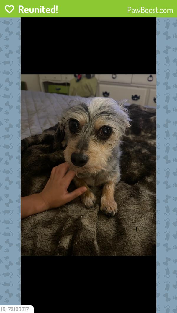 Reunited Male Dog last seen West Rd, Cypress, TX 77433