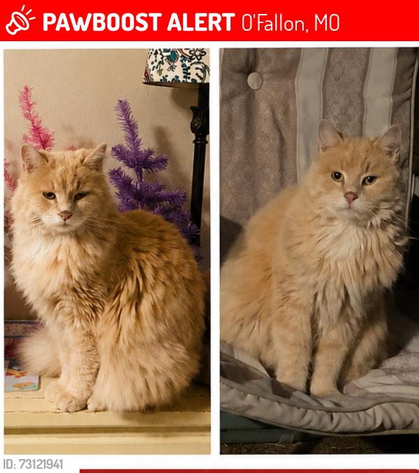 Lost Female Cat last seen St. Joesph Ave, S Main Street, St. John, O'Fallon, MO 63366