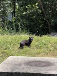 Found/Stray Unknown Dog last seen Thrift Out, Springdale, AR 72764