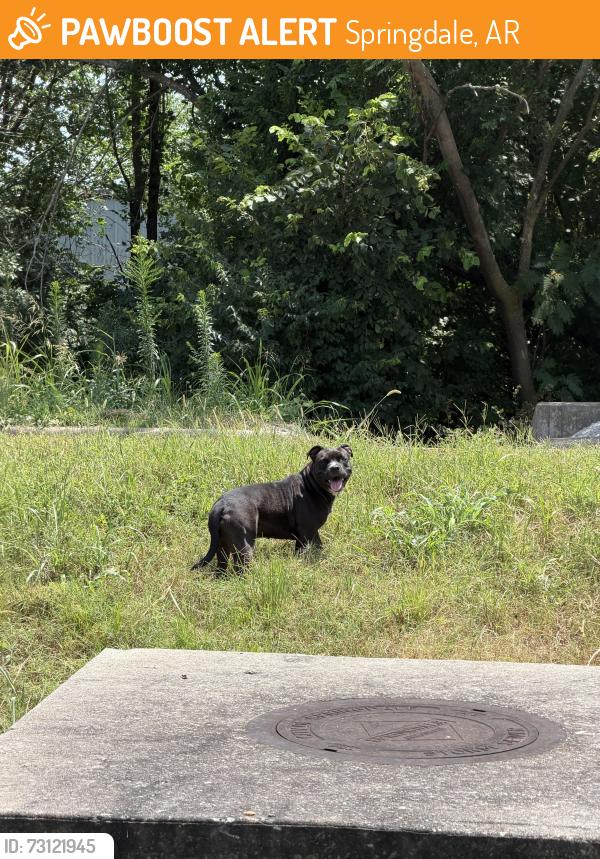 Found/Stray Unknown Dog last seen Thrift Out, Springdale, AR 72764