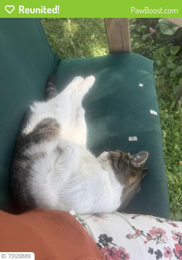 Reunited Female Cat last seen 82nd and Hadley Street, Milwaukee, WI 53222