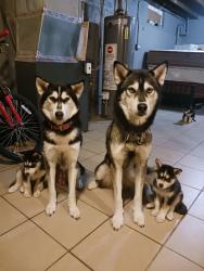 Lost Male Dog last seen Lawler and Thomas, Chicago, IL 60651