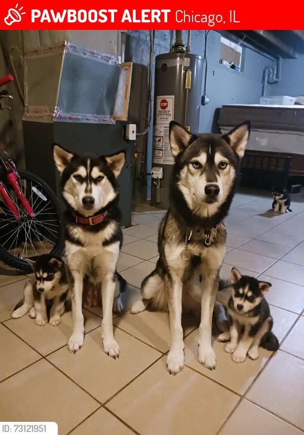 Lost Male Dog last seen Lawler and Thomas, Chicago, IL 60651