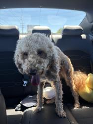 Reunited Male Dog last seen 60th st west and J-8, Lancaster, CA 93536