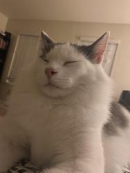Reunited Male Cat last seen Near Tuscany Pool, Aurora, CO 80015