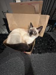 Lost Female Cat last seen El Banquero Place, San Diego, CA 92119