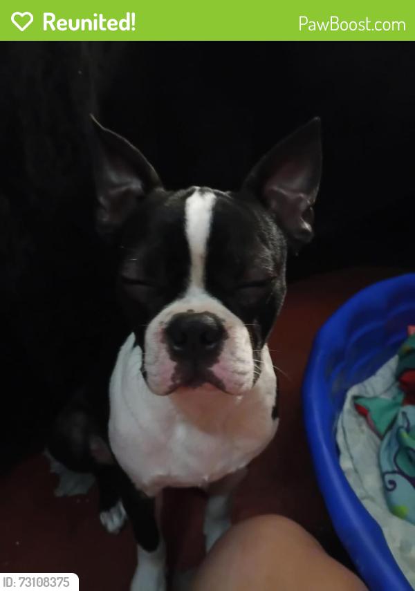 Reunited Male Dog last seen Griffice road, Mobile, AL 36618