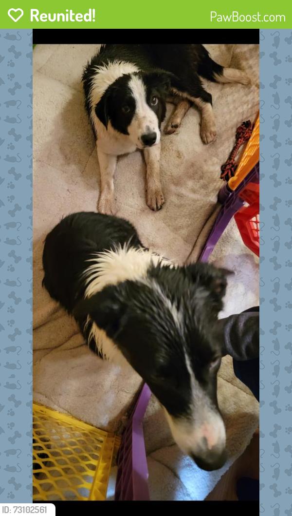 Reunited Female Dog last seen 60th avenue and Monaco, Commerce City, CO 80022