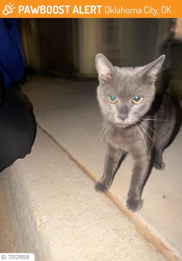 Found/Stray Male Cat last seen Memorial Rd and Macarthur, Oklahoma City, OK 73142