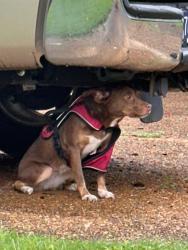 Found/Stray Unknown Dog last seen Shady Fern Cove and Vine Grove, Memphis, TN 38018