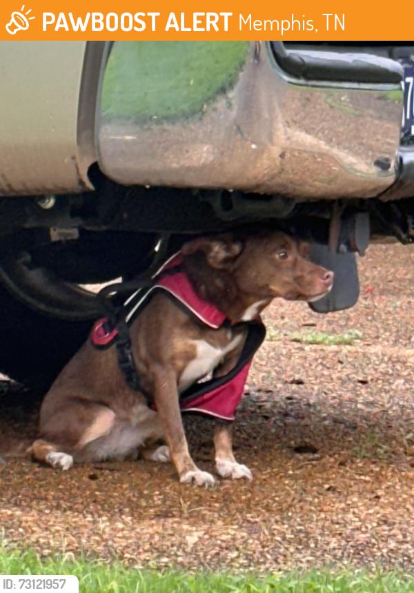Found/Stray Unknown Dog last seen Shady Fern Cove and Vine Grove, Memphis, TN 38018
