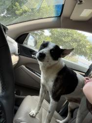 Found/Stray Male Dog last seen Valley Mills and Sanger, Waco, TX 76710