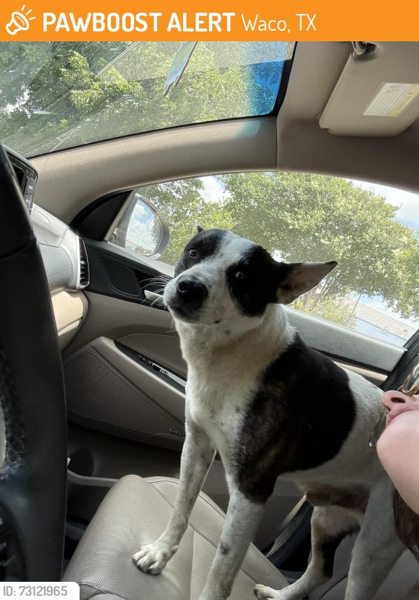 Found/Stray Male Dog last seen Valley Mills and Sanger, Waco, TX 76710