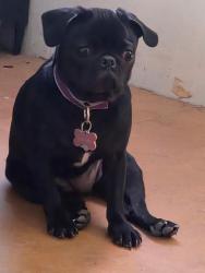 Reunited Female Dog last seen Old Mountain Campground, Greene County, TN 37743