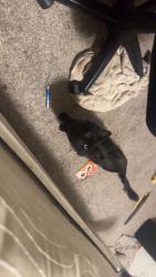 Lost Male Cat last seen Debroux park, Green Bay, WI 54311