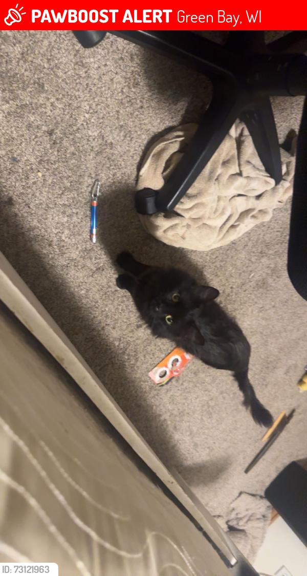 Lost Male Cat last seen Debroux park, Green Bay, WI 54311