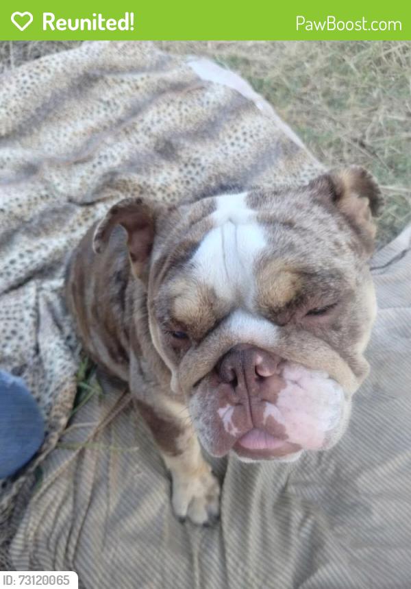 Reunited Female Dog last seen USA BMX on Elkhorn Blvd and Dry Creek Rd, Rio Linda, CA 95673