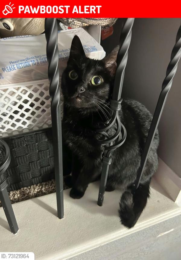 Lost Female Cat last seen 124th Street & Vroom, Fishing River Township, MO 64024