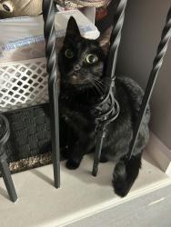 Lost Female Cat last seen 124th Street & Vroom, Fishing River Township, MO 64024
