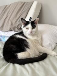 Reunited Male Cat last seen Near Baldwin Rd, Richmond, VA 23229, USA, Richmond, VA 23229
