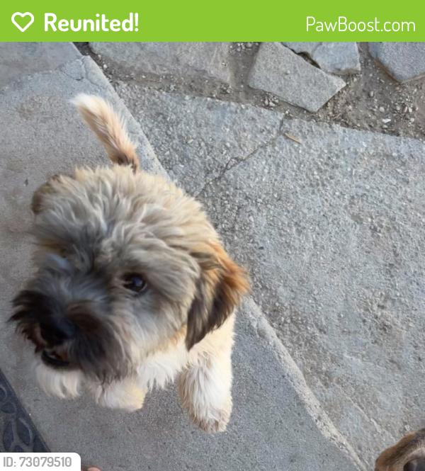 Reunited Male Dog last seen 17th street, Lancaster, CA 93534