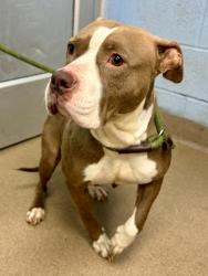 Shelter Stray Female Dog last seen Near Covington Hwy, 30058, GA, 3280 Chamblee Dunwoody Rd, Chamblee, GA 30341, USA