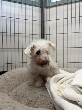 Shelter Stray Female Dog last seen 35th Street, Oakland, CA, 1101 29th Ave, Oakland, CA 94601, USA