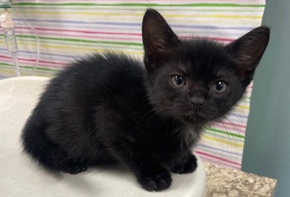 Shelter Stray Male Cat last seen Auto Shop, 48182, MI, 827 Illinois Ave, Maumee, OH 43537, USA