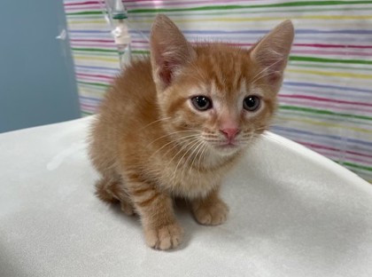 Shelter Stray Male Cat last seen Auto Shop, 48182, MI, 827 Illinois Ave, Maumee, OH 43537, USA