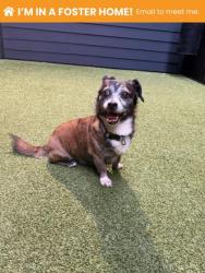 Shelter Stray Male Dog last seen Near Cliftwood, 21213, MD, 301 Stockholm St, Baltimore, MD 21230, USA