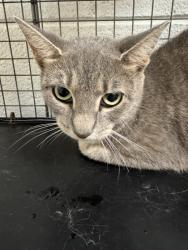 Shelter Stray Female Cat last seen Near Dry Gap Pike, City of Knoxville ASO, TN, 3201 Division St, Knoxville, TN 37919, USA