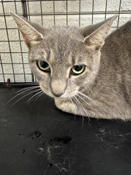 Shelter Stray Female Cat last seen Near Dry Gap Pike, City of Knoxville ASO, TN, 3201 Division St, Knoxville, TN 37919, USA