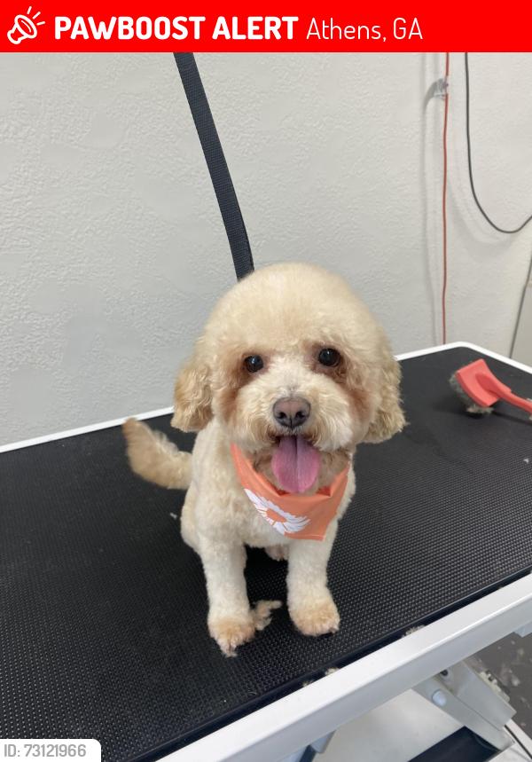 Lost Female Dog last seen The Bluffs at Epps Bridge, Athens, GA 30606